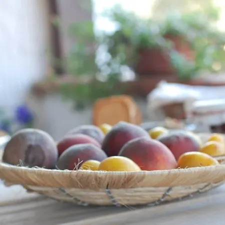 Casetta D'este * Palmadula